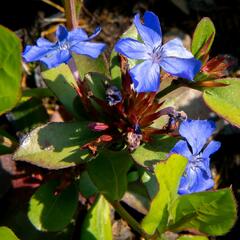 Olověnec - Ceratostigma plumbaginoides