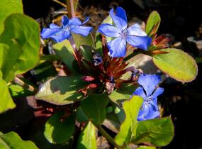 Olověnec plazivý - Ceratostigma plumbaginoides