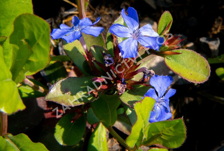Olověnec plazivý - Ceratostigma plumbaginoides