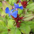 Olověnec - Ceratostigma plumbaginoides