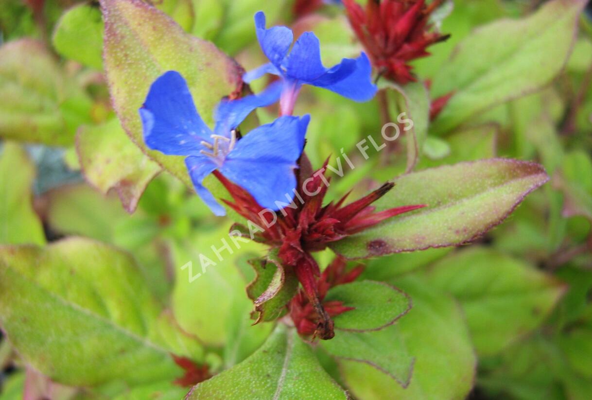 Olověnec plazivý - Ceratostigma plumbaginoides