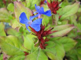 Olověnec plazivý - Ceratostigma plumbaginoides