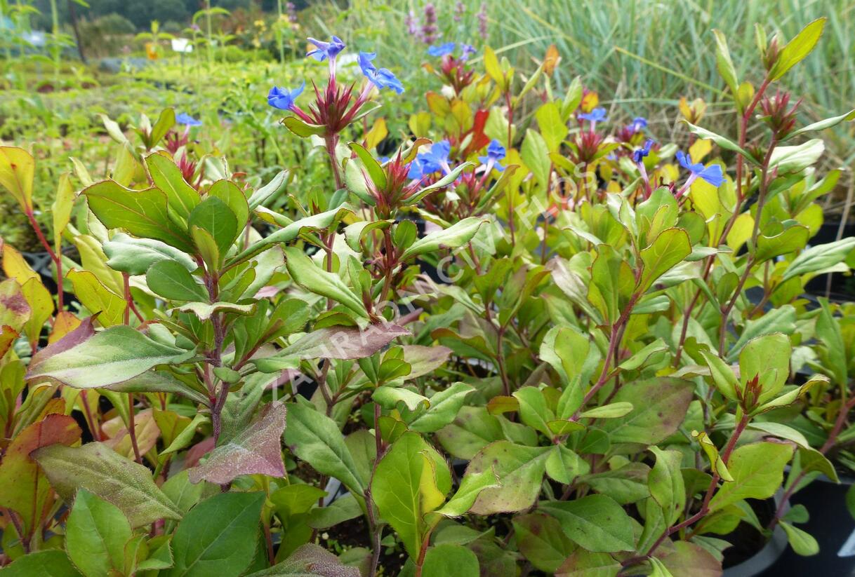 Olověnec plazivý - Ceratostigma plumbaginoides