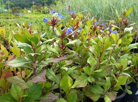 Olověnec plazivý - Ceratostigma plumbaginoides