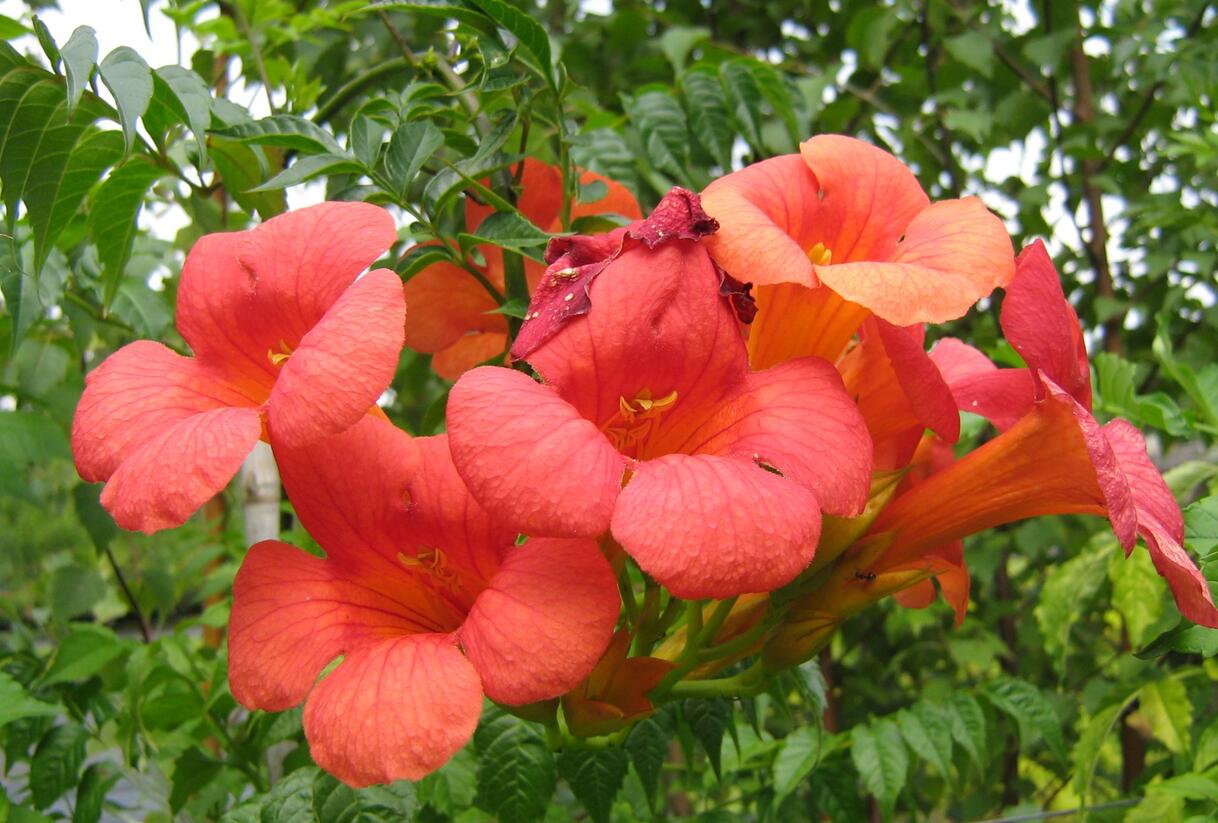 Trubač velkokvětý - Campsis grandiflora