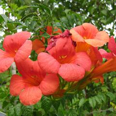 Trubač velkokvětý - Campsis grandiflora