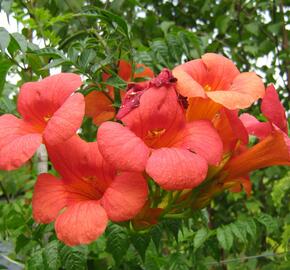 Trubač velkokvětý - Campsis grandiflora