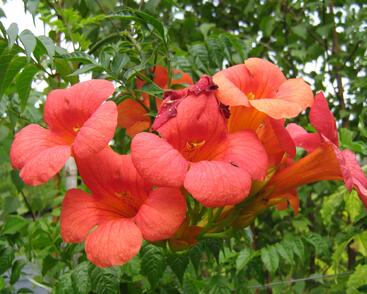 Trubač velkokvětý