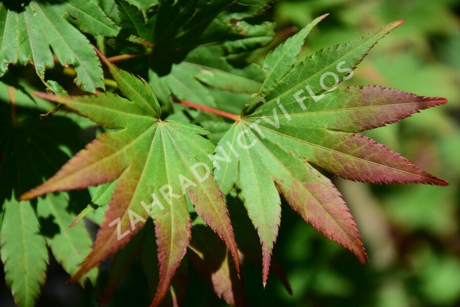 Javor shirasawanský 'Jordan' - Acer shirasawanum 'Jordan'