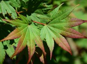 Javor shirasawanský 'Jordan' - Acer shirasawanum 'Jordan'