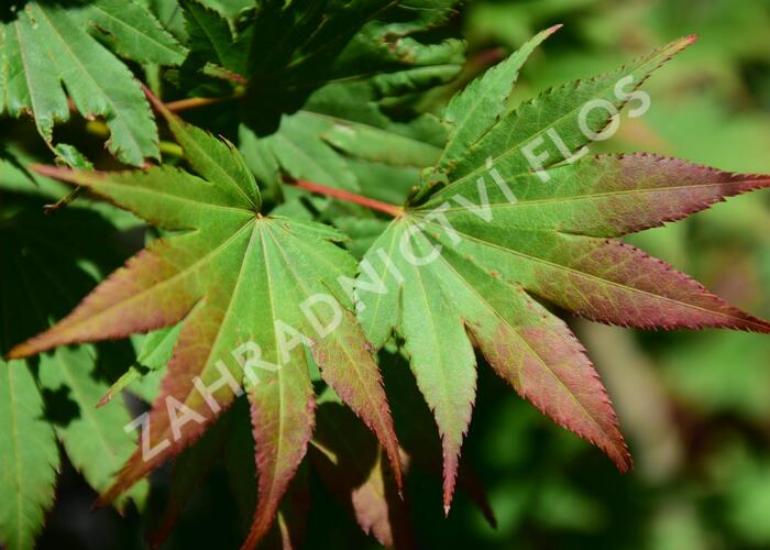 Javor shirasawanský 'Jordan' - Acer shirasawanum 'Jordan'