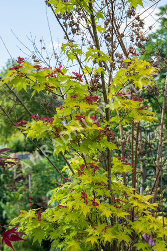 Javor dlanitolistý 'Aureum' - Acer palmatum 'Aureum'