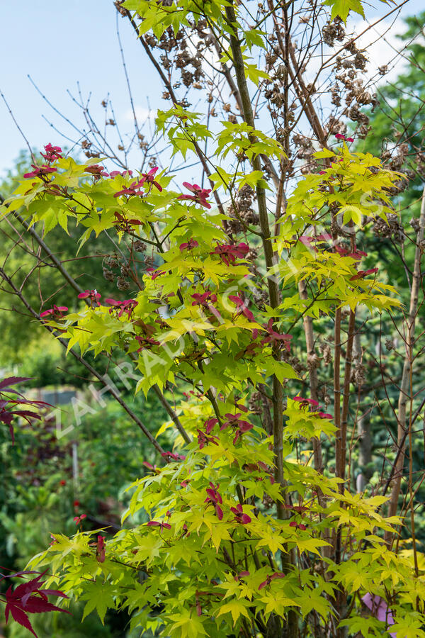 Javor dlanitolistý 'Aureum' - Acer palmatum 'Aureum'