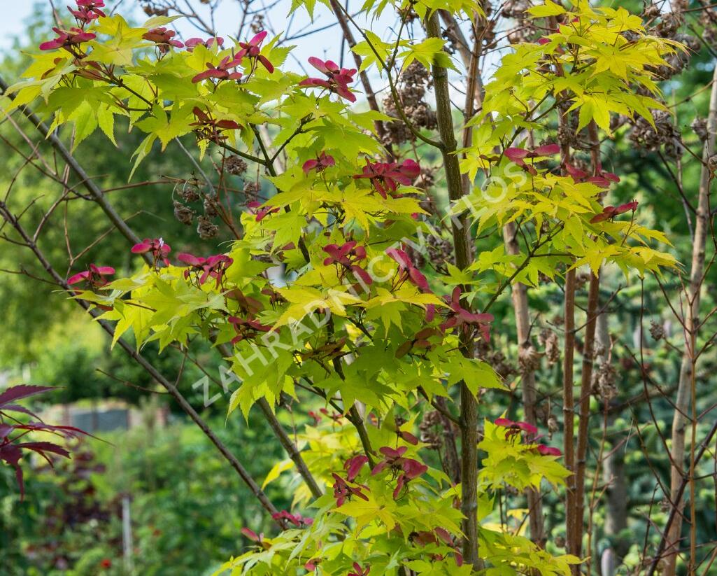 Javor dlanitolistý 'Aureum' - Acer palmatum 'Aureum'