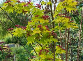 Javor dlanitolistý 'Aureum' - Acer palmatum 'Aureum'