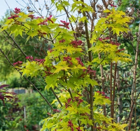 Javor dlanitolistý 'Aureum' - Acer palmatum 'Aureum'