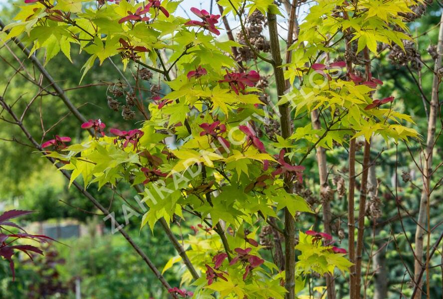 Javor dlanitolistý 'Aureum' - Acer palmatum 'Aureum'