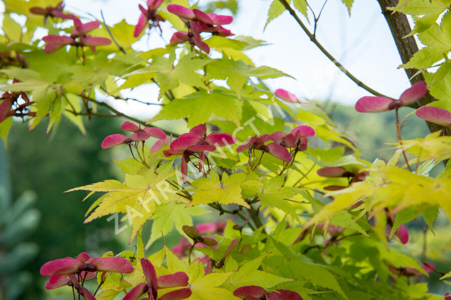 Javor dlanitolistý 'Aureum' - Acer palmatum 'Aureum'