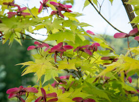 Javor dlanitolistý 'Aureum' - Acer palmatum 'Aureum'