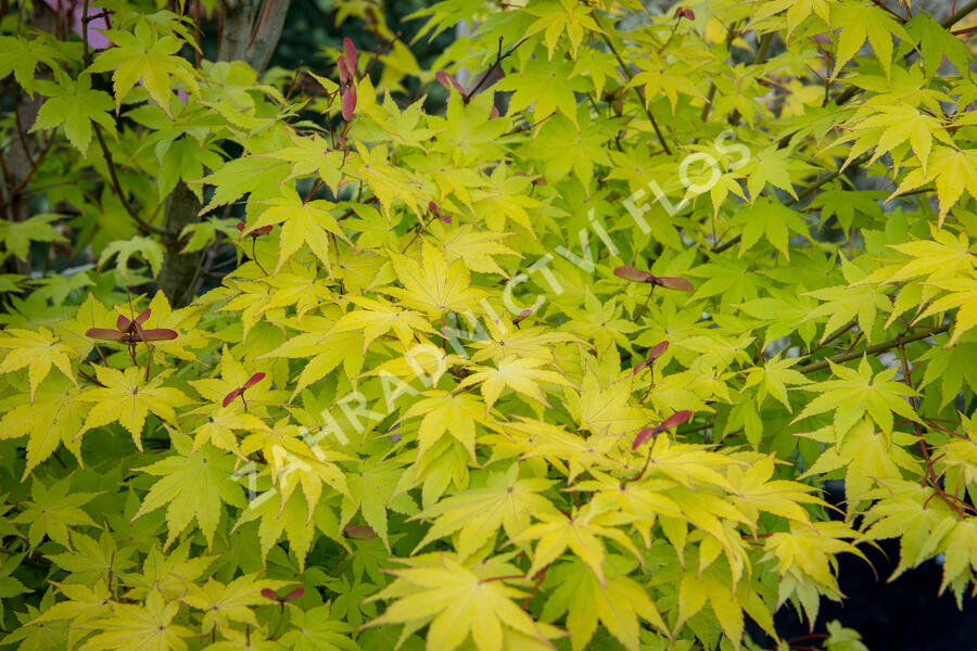 Javor dlanitolistý 'Aureum' - Acer palmatum 'Aureum'
