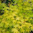 Javor dlanitolistý 'Aureum' - Acer palmatum 'Aureum'