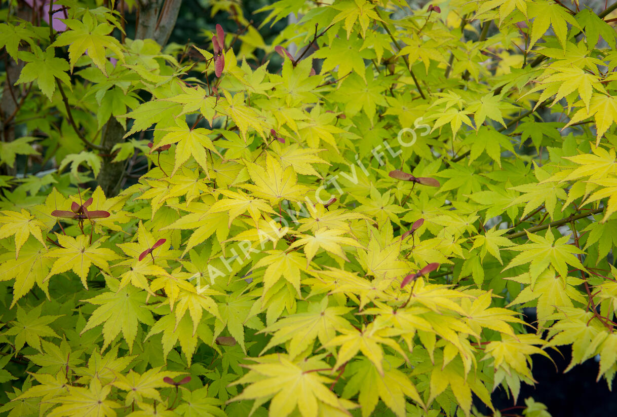 Javor dlanitolistý 'Aureum' - Acer palmatum 'Aureum'