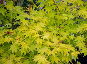 Javor dlanitolistý 'Aureum' - Acer palmatum 'Aureum'