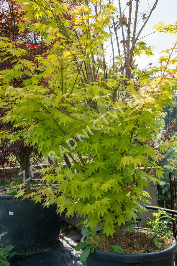 Javor dlanitolistý 'Aureum' - Acer palmatum 'Aureum'
