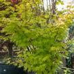 Javor dlanitolistý 'Aureum' - Acer palmatum 'Aureum'