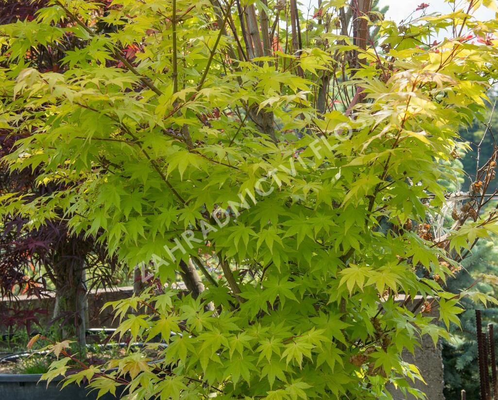 Javor dlanitolistý 'Aureum' - Acer palmatum 'Aureum'