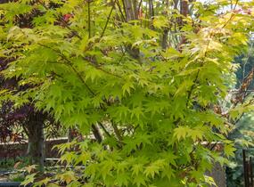 Javor dlanitolistý 'Aureum' - Acer palmatum 'Aureum'