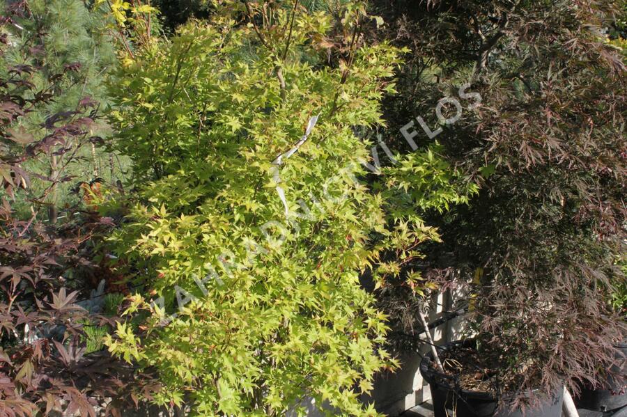 Javor dlanitolistý 'Aureum' - Acer palmatum 'Aureum'