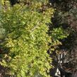Javor dlanitolistý 'Aureum' - Acer palmatum 'Aureum'