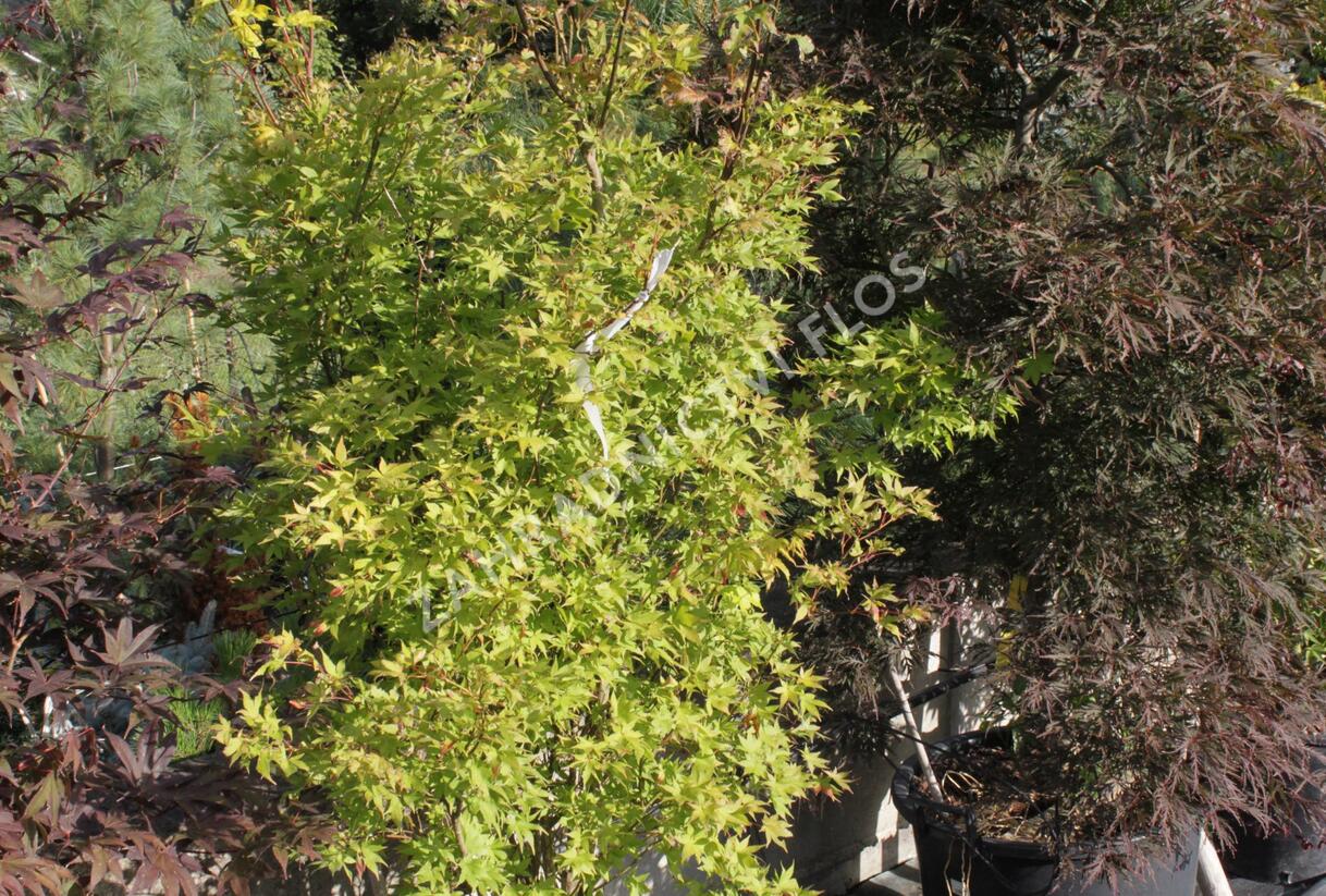 Javor dlanitolistý 'Aureum' - Acer palmatum 'Aureum'