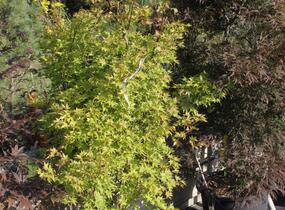Javor dlanitolistý 'Aureum' - Acer palmatum 'Aureum'