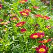 Kopretina pařížská 'Aramis Deep Red' - Argyranthemum frutescens 'Aramis Deep Red'