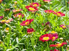 Kopretina pařížská 'Aramis Deep Red' - Argyranthemum frutescens 'Aramis Deep Red'