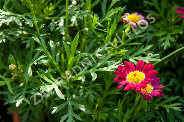 Kopretina pařížská 'Aramis Deep Red' - Argyranthemum frutescens 'Aramis Deep Red'