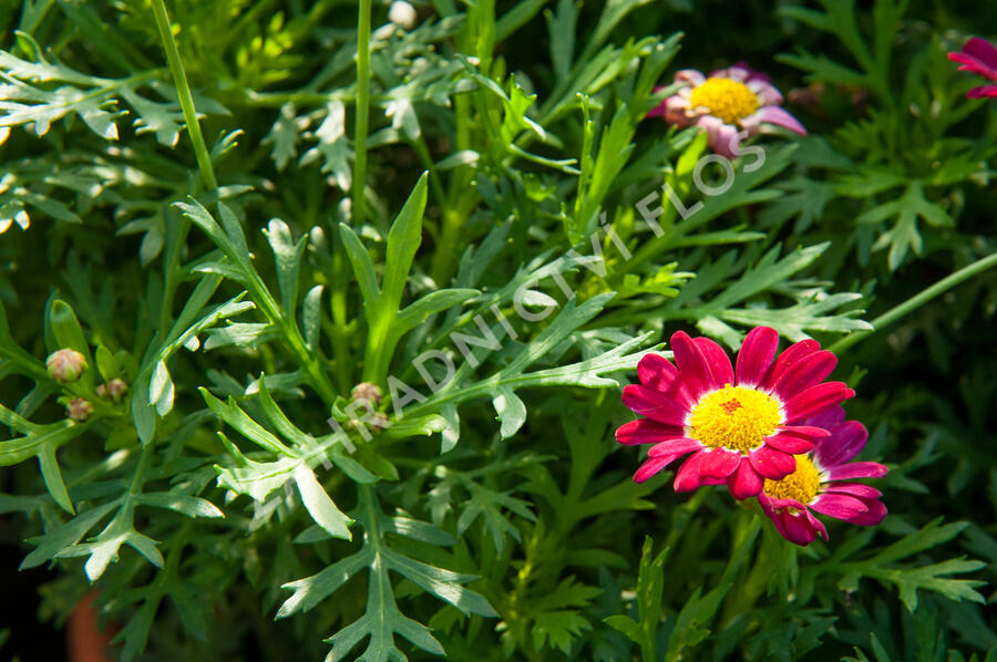 Kopretina pařížská 'Aramis Deep Red' - Argyranthemum frutescens 'Aramis Deep Red'