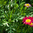 Kopretina pařížská 'Aramis Deep Red' - Argyranthemum frutescens 'Aramis Deep Red'