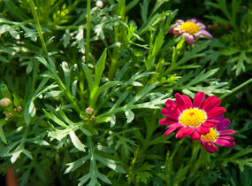 Kopretina pařížská 'Aramis Deep Red' - Argyranthemum frutescens 'Aramis Deep Red'