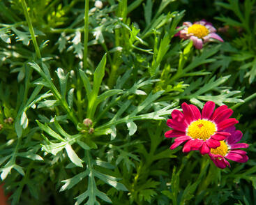 Kopretina pařížská 'Aramis Deep Red'