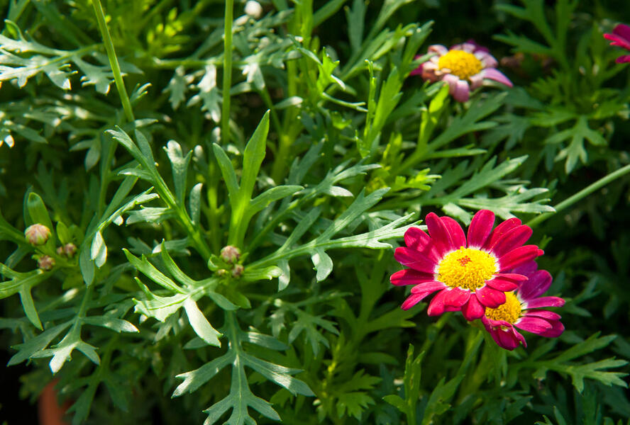 Kopretina pařížská 'Aramis Deep Red' - Argyranthemum frutescens 'Aramis Deep Red'