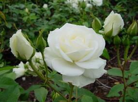 Růže pnoucí 'Climbing Snow Princess' - Rosa PN 'Climbing Snow Princess'