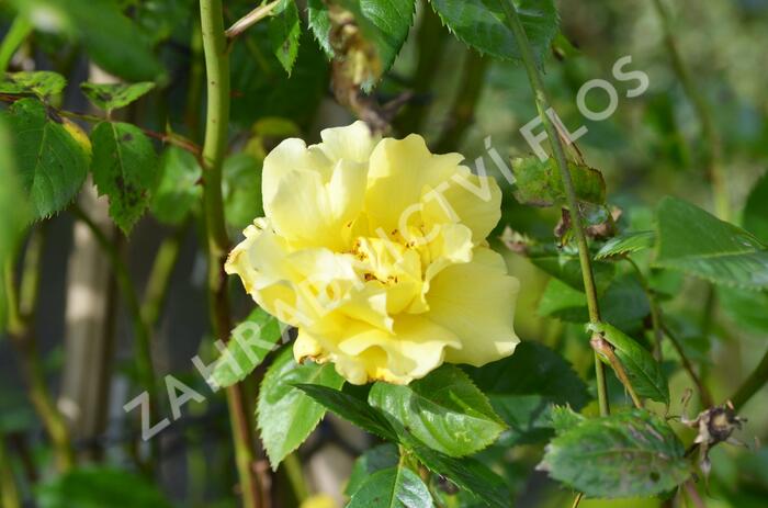 Růže pnoucí 'Lichtkönigin Lucia' - Rosa PN 'Lichtkönigin Lucia'