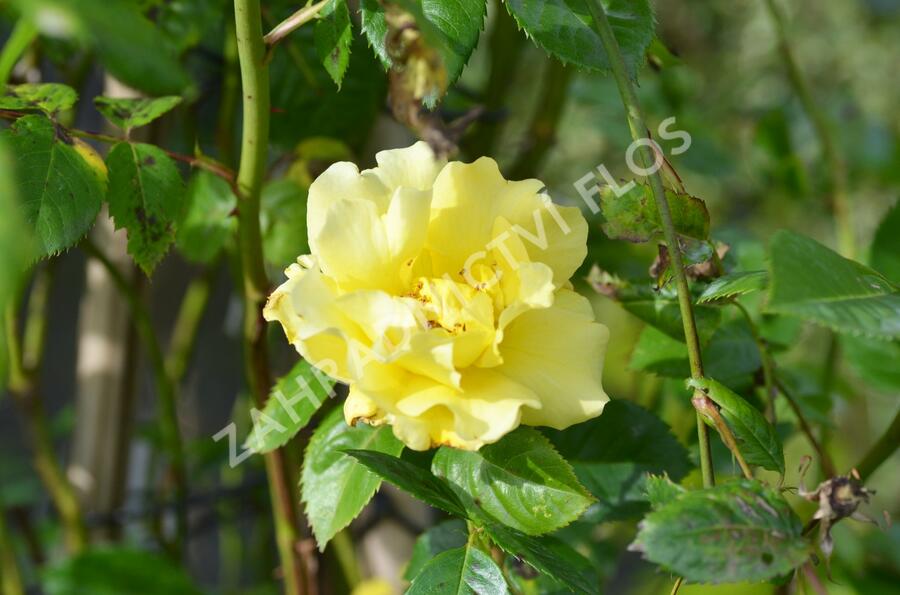 Růže pnoucí 'Lichtkönigin Lucia' - Rosa PN 'Lichtkönigin Lucia'