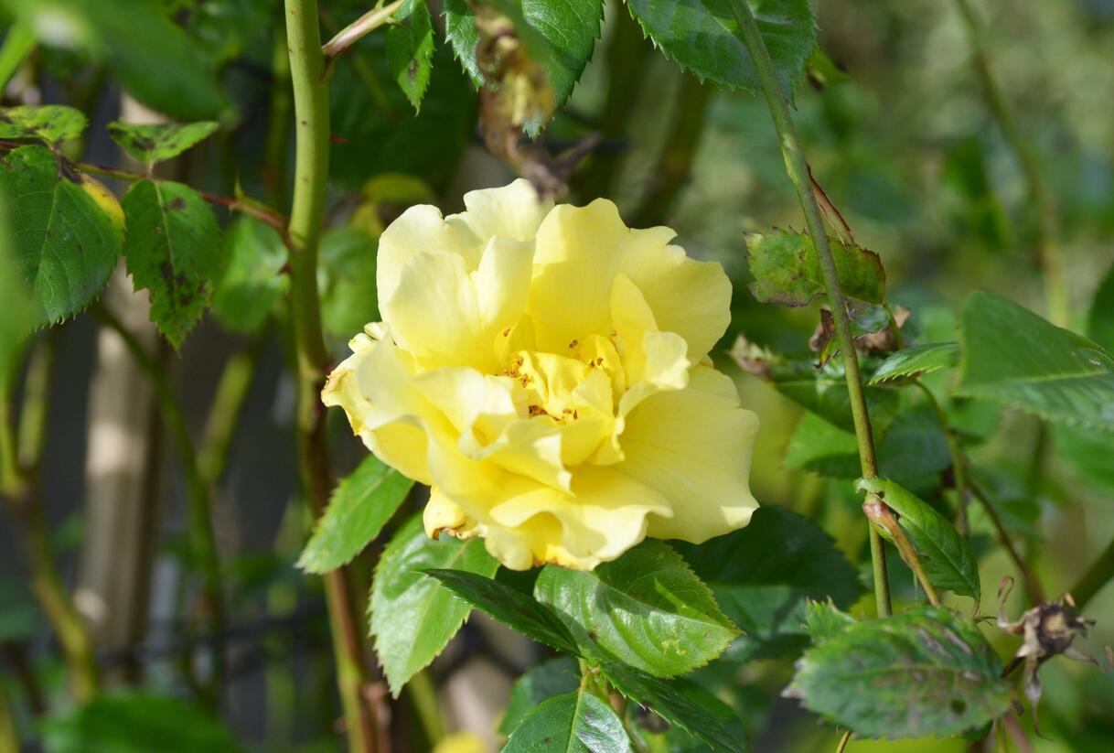 Růže pnoucí 'Lichtkönigin Lucia' - Rosa PN 'Lichtkönigin Lucia'