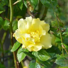 Růže pnoucí 'Lichtkönigin Lucia' - Rosa PN 'Lichtkönigin Lucia'