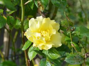 Růže pnoucí 'Lichtkönigin Lucia' - Rosa PN 'Lichtkönigin Lucia'