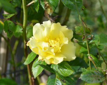 Růže pnoucí 'Lichtkönigin Lucia'